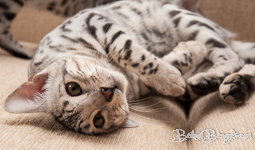 Bengal cat silber rosetted